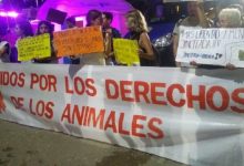Photo of Denunciaron de nuevo por maltrato animal a las jineteadas de Jesús María