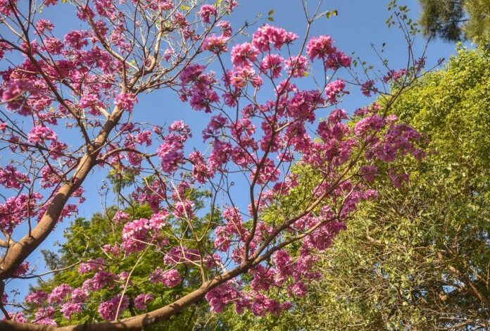 Photo of La Municipalidad lanzará el programa “Árboles para mi ciudad”