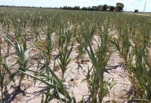 Photo of Sequía: Provincia instrumenta la llegada de $1.000 millones aportados por Nación