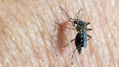 Photo of Detectaron diez casos de dengue en la provincia