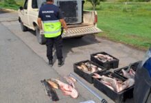 Photo of Incautaron 250 kilos de pescado en Sauce Viejo