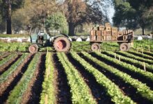 Photo of La Provincia acompaña a productores frutihortícolas afectados por la sequía