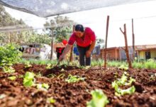 Photo of Programa Nacional Agro XXI: impulsan aportes para pequeños productores de la agricultura familiar