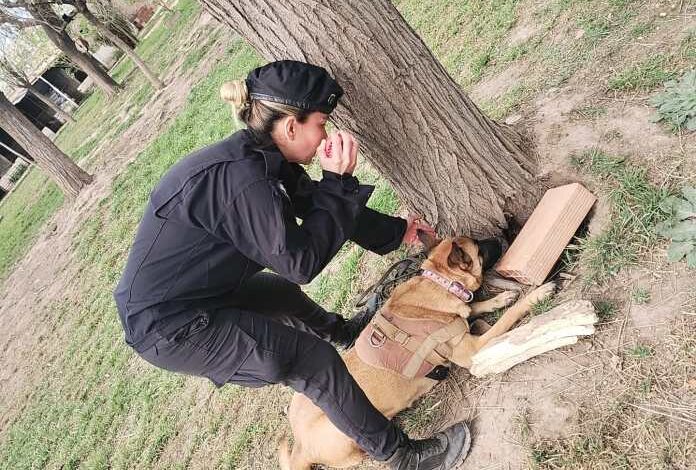 Photo of Amplían la dotación de perros para rastrear cannabis, pólvora y celulares en las cárceles