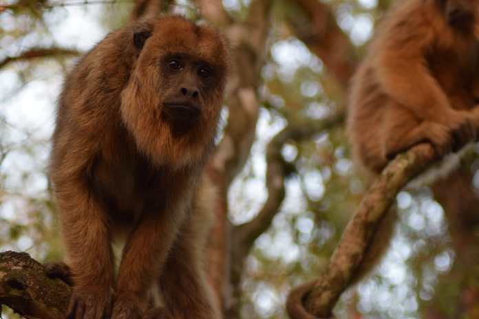 Photo of En lo que va del año, la provincia rehabilitó y liberó más de 150 animales silvestres