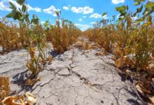 Photo of Se prorrogó la emergencia agropecuaria por sequía en todo el territorio santafesino