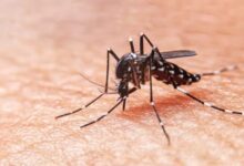 Photo of En la última semana se confirmaron 525 nuevos casos de dengue y 17 de chikungunya