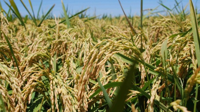 Photo of Innovación: Santa Fe a la vanguardia del mejoramiento genético del arroz