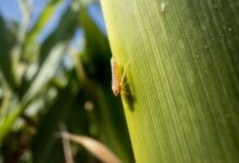 Photo of Recomiendan declarar “plaga” a la chicharrita de maíz