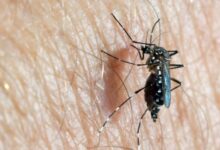 Photo of Más de 42 mil casos de dengue en la provincia