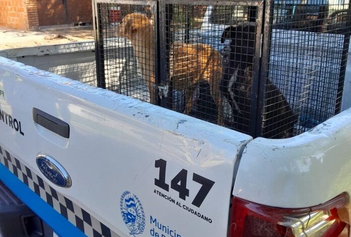 Photo of Maltrato animal en Rosario: la Secretaría de Control rescató otros dos perros