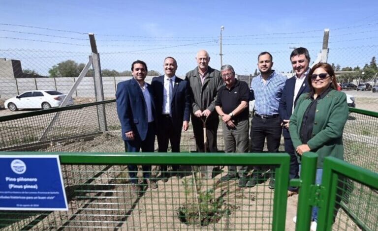 Photo of Plantaron en San Luis un nieto del Pino Histórico de San Lorenzo