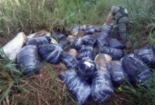 Photo of Hallaron más de 700 kilos de marihuana en Misiones